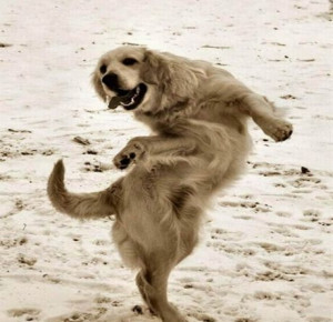 Dog Dance in Pictures-Images