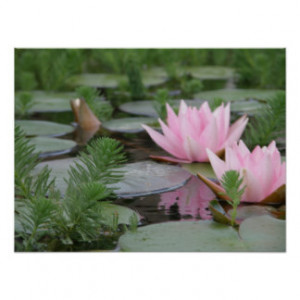 Lotus Flower/Waterlily Poster