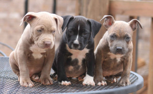 Blue Nose Pitbull Puppies