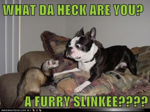 Tag Archives: Boston Terrier