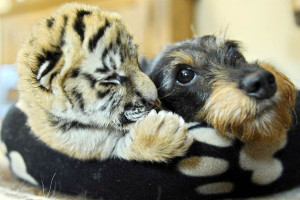 UNLIKELY FRIENDSHIPS