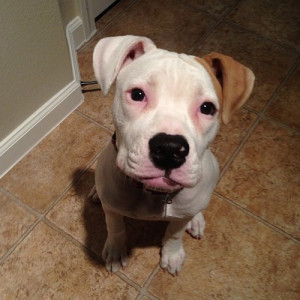 Chance From Homeward Bound