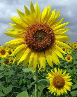 Sunflower Quotes