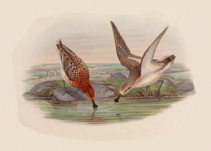 Spoon-billed Sandpiper pair foraging (John Gould, 1872)