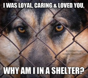 animals in shelter please if necessary find a no kill shelter rather ...