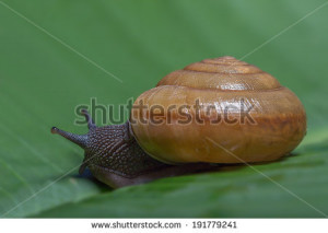 ... lands-snail-moving-on-banana-leaf-very-slow-but-sure-191779241.jpg