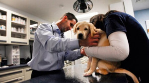 ... 130503 wblog Vet Says Pot Use on Pets Could Put Off Putting Them Down