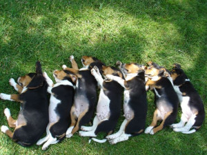 Sleeping Beagles... cutest thing ever!