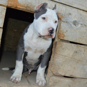 blue red nose pitbull puppies