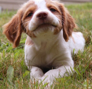 Brittany Spaniel Puppies http://tipsfordogs.info/90dogtrainingtips/