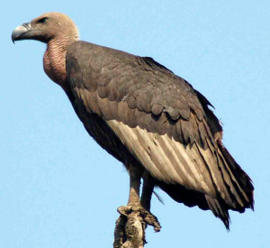 vulture vulture funds vulture whale vulture fund pop vulture vulture ...