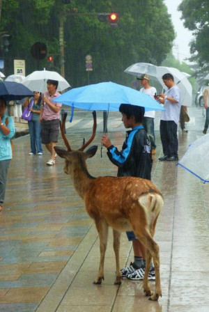rain funny pictures