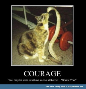 cat snake cobra meme lolcat animal funny pics pictures pic picture ...
