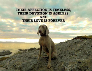 ... Weimaraner Love, Animals Friends, True Love, Animals Quote, Weimeran