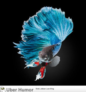 Funny Pictures, Quotes, Pics, Photos, Images. Videos of Really Very ...