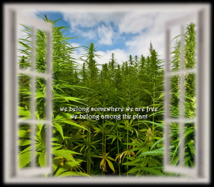 THOMAS JEFFERSON QUOTE MARIJUANA WEED MEMES – Top 10 Summer 2015 ...