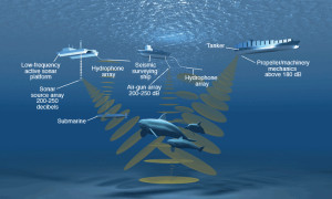 Noise Pollution affecting Ocean