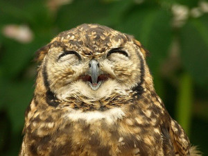 ... to sleep patterns, some people really are night owls or early birds
