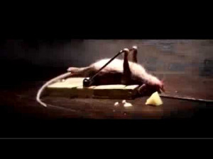 description funny mouse trap commercial funny canadian military funny ...
