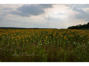 Sunflower Field 2013