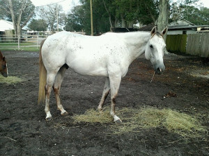 Trail Horses Baymountfarm Blog