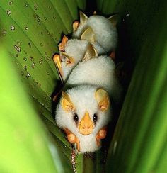 Reminds me of the movie, Gremlins. Little Albino Bats Sleeping More