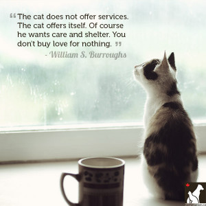 Cat Love Quotes