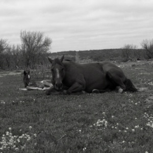 baby horses