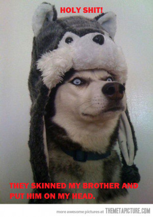 Funny photos funny surprised dog husky