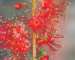 Cowslip Orchid Australische