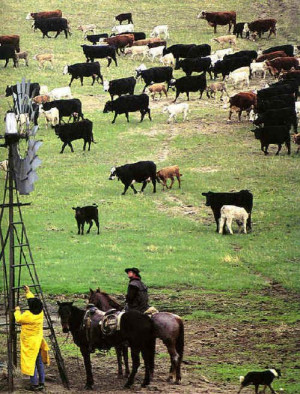 ... Cattle King, Livestock Ranch, Cows Cattle, Ranch Life, Cattle Rancher