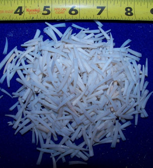 White Tusk Shells