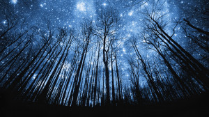 Lovely Forests › Tree Silhouette Against Starry Night Sky