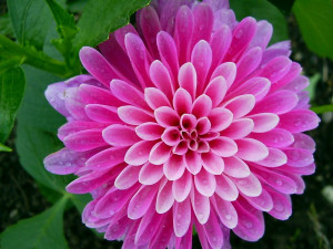 beautiful flower - flower Picture