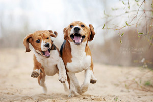 Funny beagles! by Ksuksa-Raykova