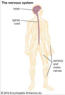 Central Nervous Systemthe...