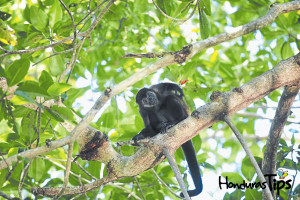 Wild Animals Honduras Belize