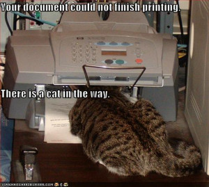 funny-pictures-cat-in-printer - funny-pictures-cat-in-printer.jpg
