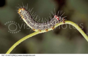 Grapevine Moth Phalaenoides