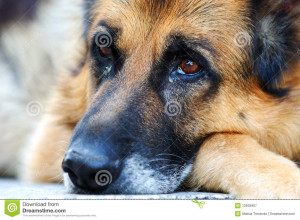 Sad german shepherd dog