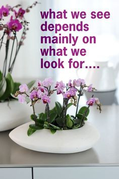... on what we look for # quote # orchids quotes orchids orchid quotes