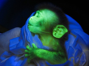 Dogs, cats, monkeys, worms, fish: all now glow in the dark, thanks to ...