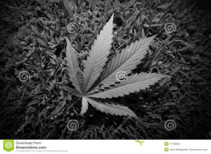 Black And White Marijuana