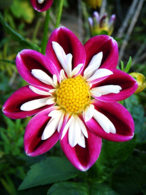 Dahlia