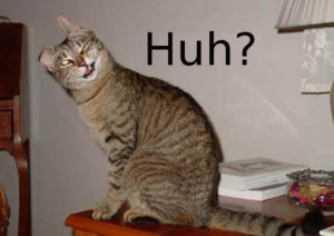 Funny quotes about stupid people