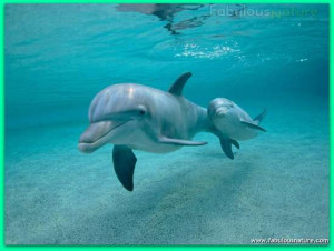 Cute Dolphin with Baby Dolphin Photo