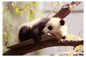 panda napping cute photo, sleeping panda photo