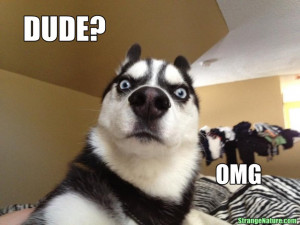 97905d1364976716-hilarious-quotes-pictures-answers-omg-funny-animals ...