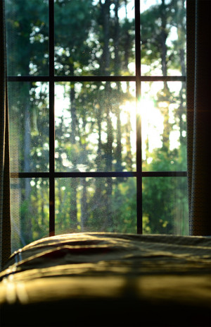 via Sun shining through the trees and window | Murray Mitchell )