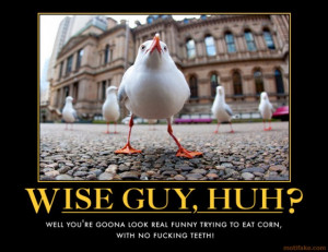 wise guy huh seagulls blues brothers quote
